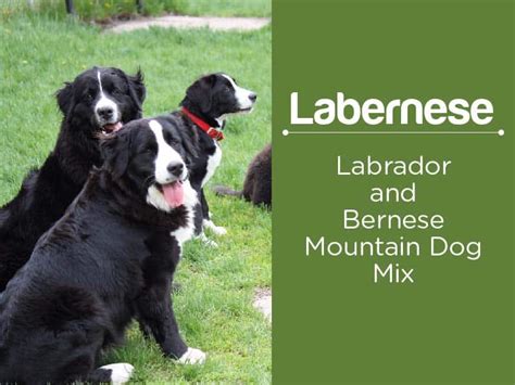 Labernese Facts About Bernese Mountain Dog Lab Mix