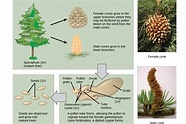 Gymnosperms: Definition, Examples, and Reproduction