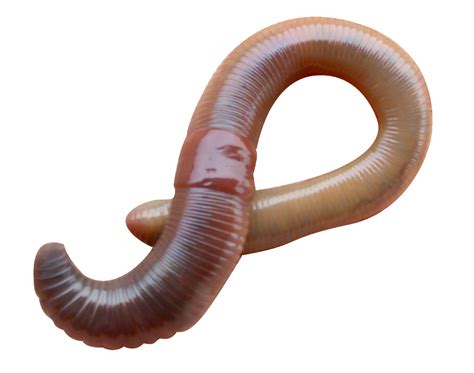 Earthworm Worm Png Transparent Image Download Size 1024x807px