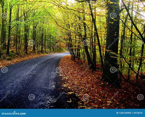 Broad Leaf Tree Forest With Curved Asphalt Road At Autumn Fall