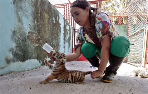 Cachorro de tigre de Bengala nacido en zoológico de Cuba sobrevive al