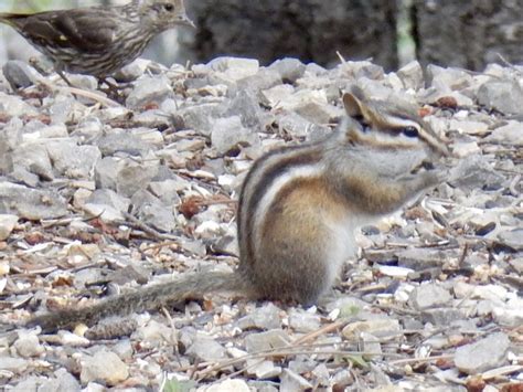 Gray Footed Chipmunk Neotamias Canipes Chipmunks Grey Cloudcroft