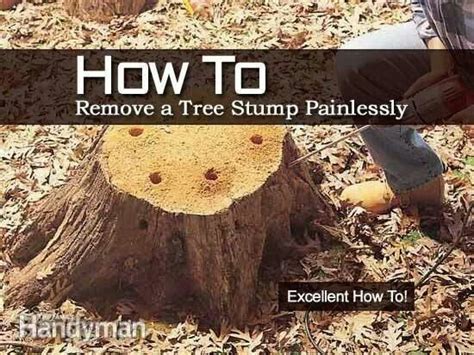 Stump Removal Tree Stump Landscaping Around Trees Tree Stump Removal