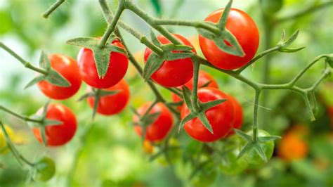 11 Easiest Tomatoes To Grow From Seed