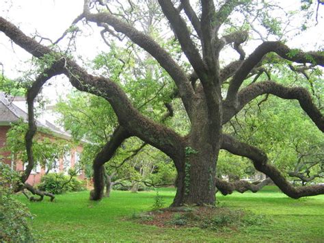 Beautiful Old Oak Tree Picture Of Terrebonne Parish Houma Tripadvisor