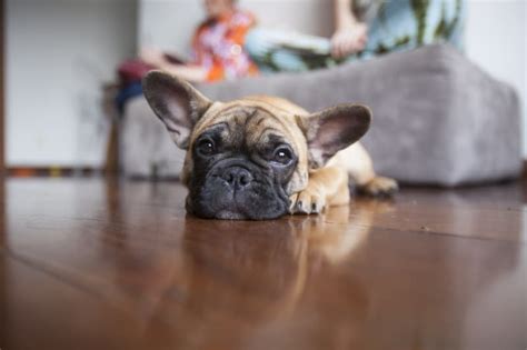 Cheap Pet Insurance for Dogs and Cats - ValuePenguin