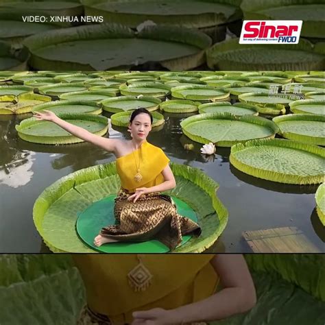 150 bin €* 29 may 2004, skopje, makedonya. Teratai paling besar