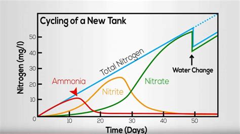 The Nitrogen Cycle Timeline Shrimpoly