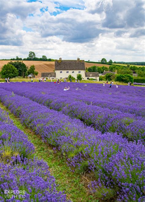 A Dreamy Day Trip To Cotswold Lavender Farm Explore With Ed Wales