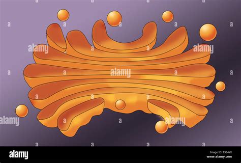 Ilustración Del Aparato De Golgi Un Orgánulo Que Encontramos En La