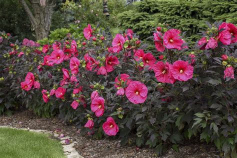 Summerific Evening Rose Rose Mallow Hibiscus Hybrid Proven Winners