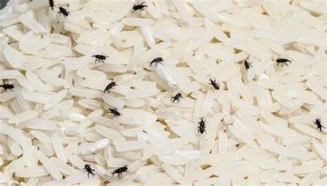 How To Get Rid Of Weevils In My Bedroom 5 Simple Tips