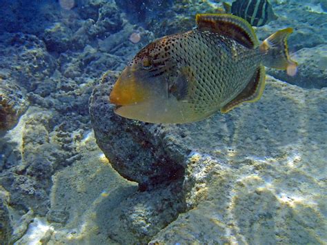 Beautiful Yellowmargin Triggerfish Photo And Wallpaper Cute Beautiful