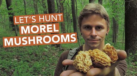 Lets Hunt Morel Mushrooms Youtube Bushcraftforaging Morel Hunting