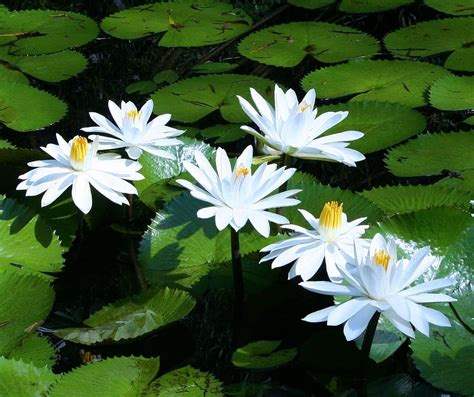 Hd Wallpaper Selective Focus Photography Of White Water Lilies Water