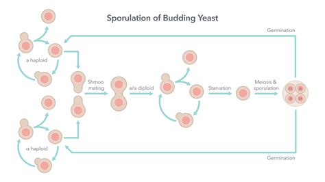 Sporulation And Life Cycle Of Budding Yeast Biology Vector Illustration