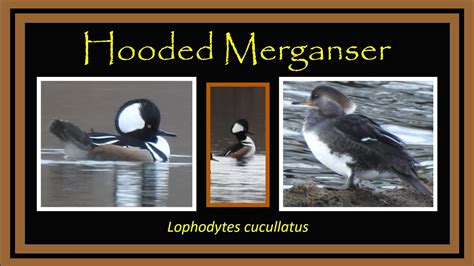 Hooded Merganser Lophodytes Cucullatus Identification And Facts Youtube