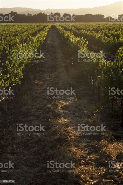 Vineyard At Sunset In California Stock Photo Download Image Now