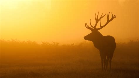 Free Download Deer Backgrounds Pixelstalknet