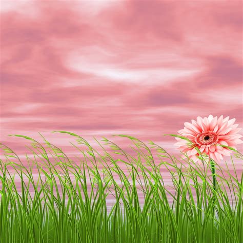 Background Nature Flower Pink · Free photo on Pixabay