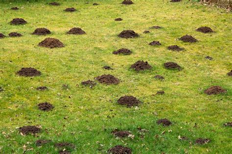 10 Best Tips To Get Rid Of Moles And Voles In Yard Or Garden Fine