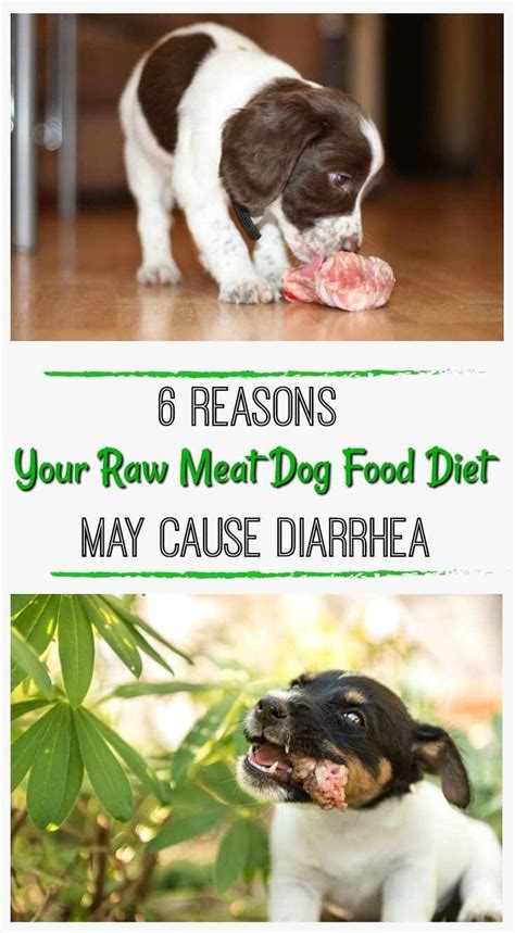 It measures how fast nutrients are absorbed into the body. Is Your Raw Meat Dog Food Diet Causing Diarrhea? | Dog ...