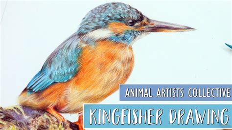 Learn how to draw kingfisher easily. Animal Artists Collective | Drawing A Kingfisher With ...