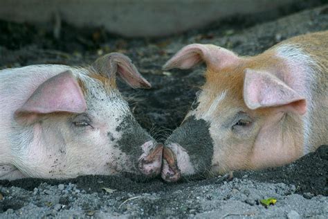 Kissing Pigs Photograph By Stephan Baker