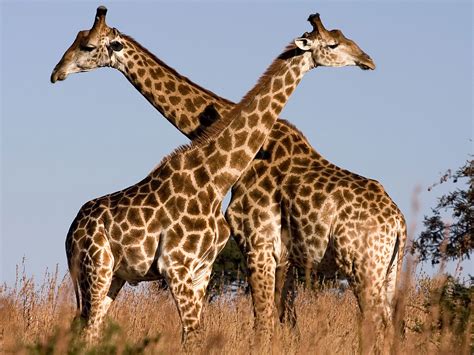Giraffe Descprition And Facts