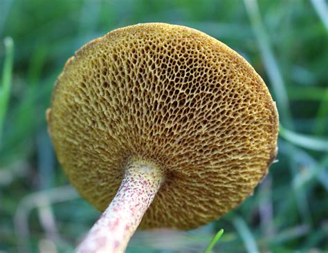 Nw Indiana Mushrooms Mushroom Hunting And Identification