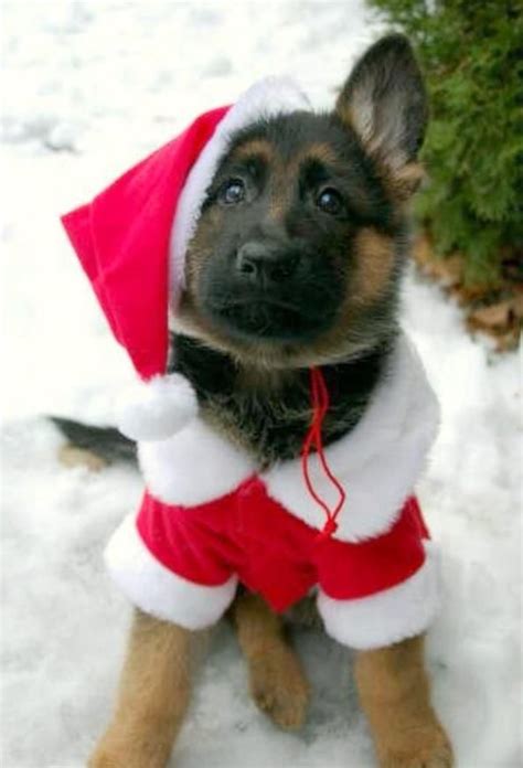 42 Christmas German Shepherd Wallpaper Wallpapersafari