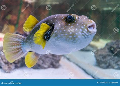 Pufferfish Dans Laquarium Photo Stock Image Du Zoologique 71579212