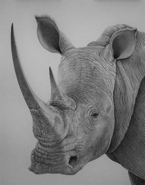 Rhino Drawing By Rita Niblock Pixels
