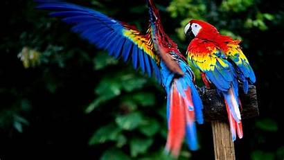Exotic Uhd 4k Birds Wallpapers Wallpaperaccess Backgrounds