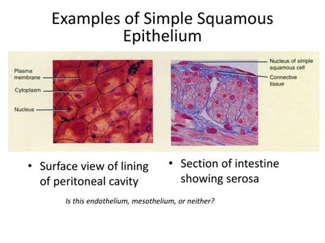 Ppt Simple Squamous Epithelium Powerpoint Presentation
