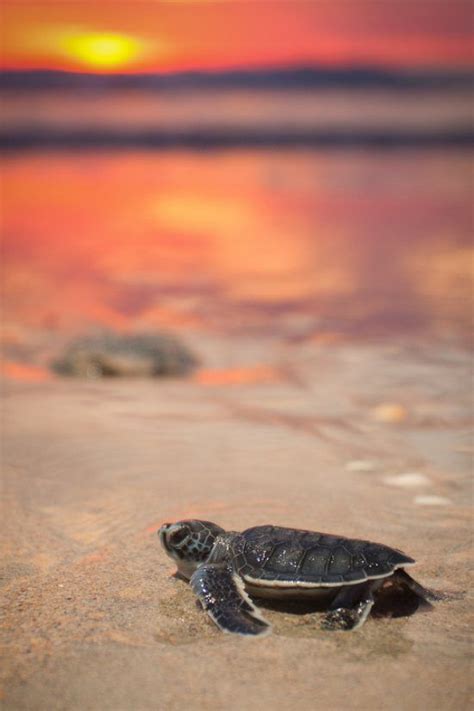 Pin By M G On Animals Sea Turtle Pictures Baby Sea Turtles Baby Turtles