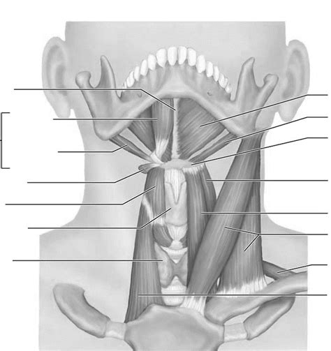 Muscles Of The Anterior Neck And Throat Diagram Quizlet