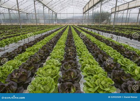 Lettuce Crops Stock Image Image Of Crops Industry Eating 53933509