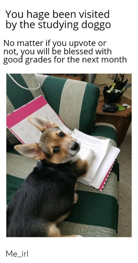 You Hage Been Visited By The Studying Doggo No Matter If You Upvote Or