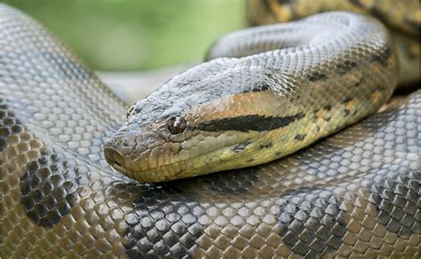 Interesting Facts About Green Anacondas WorldAtlas