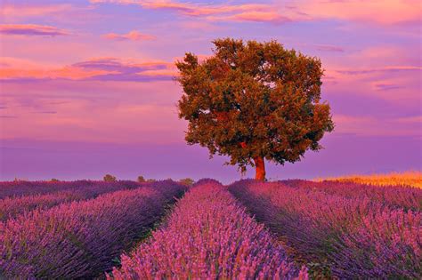 Tree In Lavender Field At Sunset Valensole Plateau Alpes De Haute