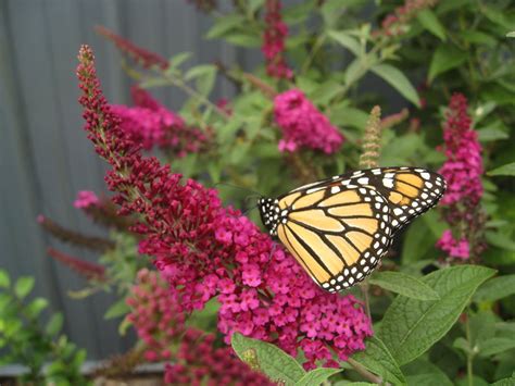 Butterfly Bush Benefits And Care Floral And Hardy Of