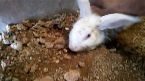 Rabbits Digging Holes In Shed Floor Youtube