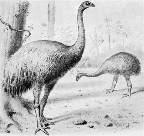 The Extinct Giant South Island New Zealand Moa Hutts World