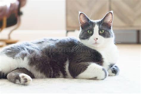 Grey And White Cat Laying On Floor Stock Image Image Of Grey