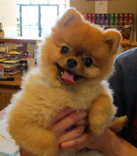 Top 10 Cutest Small Dog Breeds
