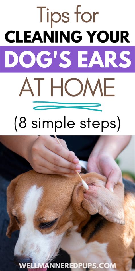 How To Clean Your Dogs Ears At Home In 8 Simple Steps These Tips Will