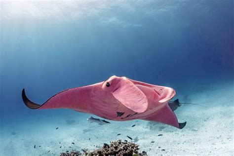 Amazing Underwater Photographs Capture The Worlds Only Known Pink