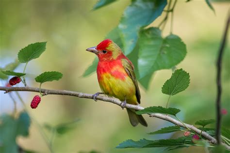 Summer Tanager Immature Male African Wildlife Animal Photography