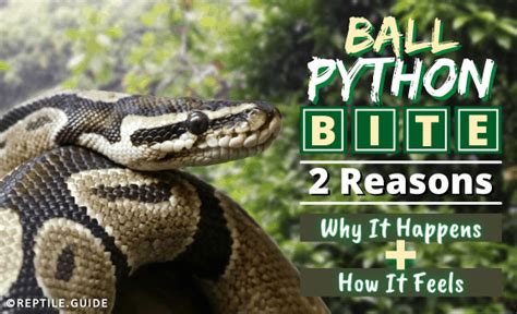 Ball Python Bite 2 Reasons Why It Happens How It Feels